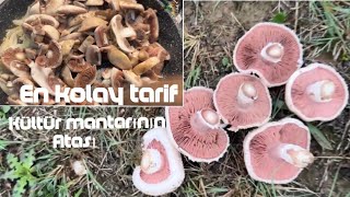 Çayır mantarı - İçi kızıl - çimen mantarı Topladık pişirdik