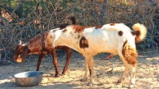 amazing goat First time in village Full HD video