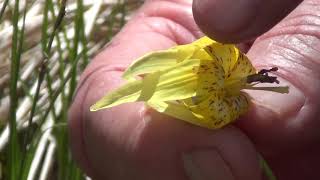 Rich Forests: Yellow Trout Lily