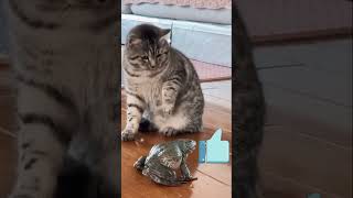 KODOK menangis panggil emak' karna di godain KUCING #funny #cute