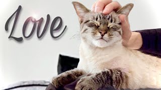 How to Let Your Cat Know You Love Them | ft. Bubbles #shorts