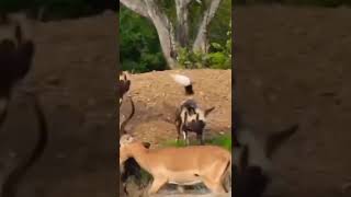 Wild Dogs - Impala #shorts #animals #wildanimals #impala #wilddog