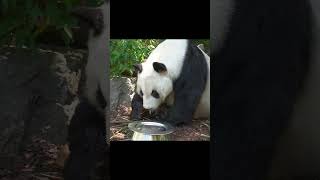 Panda's Quest for Food, Zhōngguó xióngmāo