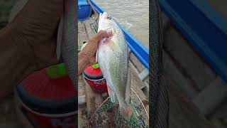 Câu cá trên đường về gặp chuyện lạ#shorts #fishing #fish #cauca