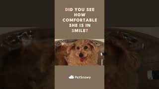 One day left. Are you ready to SMILE? #foryou #petsnowy #petgrooming #doglover #fypyoutubeshorts