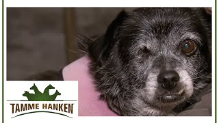 Hündin jault & liegt nur: Tamme versucht älterer Hundedame zu helfen | Tamme Hanken | Kabel Eins