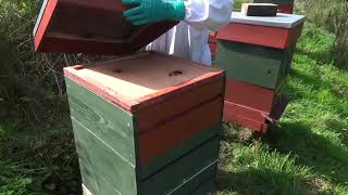 Preparing the hives for winter - Part 1