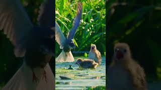 Beautiful Bird Feeding Chicks #shorts #bird #chicks #birds #stressrelief