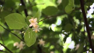 Mellaina, la Styrax officinalis del Parco dei Monti Lucretili