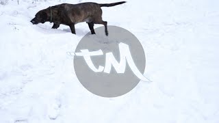 Dog Walking Through Snow | FREE #NoCopyright 4k #StockFootage