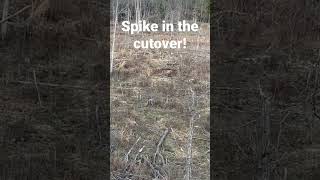 #shorts #spike #cutover #mississippi #deerhunting