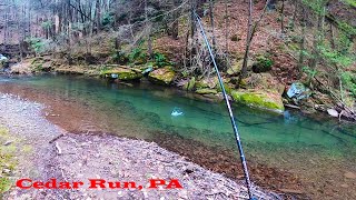 Famous PA CEDAR RUN Brookies + Mother BEAR & Cub