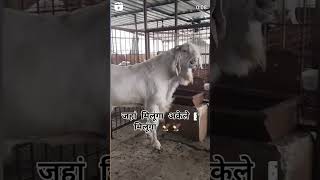 Ali goat farm 🐐#viral #goat #top #youtubeshorts