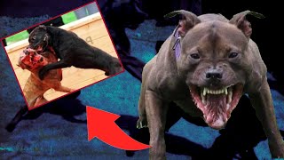 ¿Nigún perro puede Derrotar a un Pitbull terrier americano?