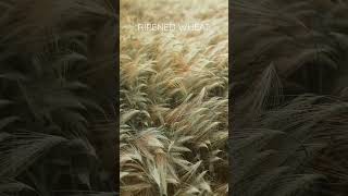 Wheat | Farm | Nature Enthusiast | #shorts #asmr #oddlysatisfying