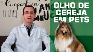 Você já ouviu falar sobre olho de cereja em cães e gatos?