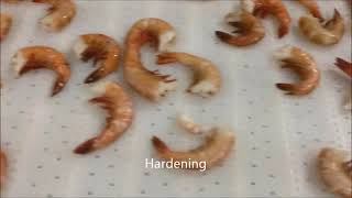 OctoFrost Frozen  IQF Seafood Headless Shrimp