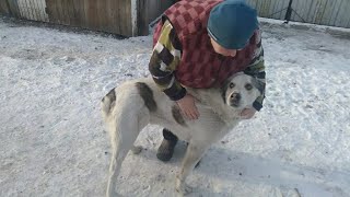 Удивили алабая фокусом 🐾 🔮