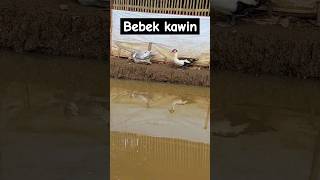 Bebek kawin #shortvideo