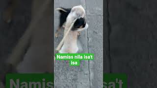 Isang buwan silang hinsi nagkita#dog #doglover #viral #youtubeshorts