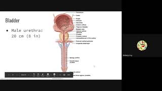 Ureters, Bladder and Urethra