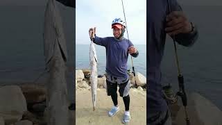 Fishing  Big Barracuda using 5grams lure UL  #fishing #shorts #amazing #best