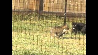 Cats on video trying to escape Purrfect Fence