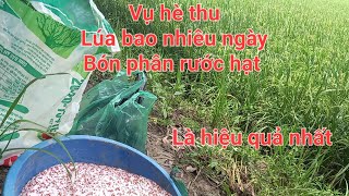 Vụ hè thu bón phân rước hạt / lá đồng xanh mùa mưa bão