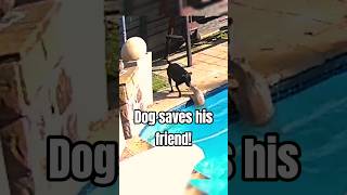 Heroic Dog Rescues Puppy from Pool! #dog #heroic #dogshorts #doglover #dogvideo