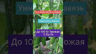 1 Ст. Ложка под куст огурцов. Умножаем Завязь. До 50 Кг урожая с куста #огород #удобрение #огурцы