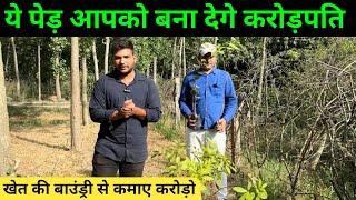 ये पेड़ बनायेंगे आपको करोड़पति | chandan ka ped | chandan ki kheti | african mowgli ka ped