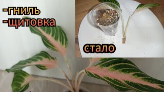 аглаонема/спасаю панаму ванилла #аглаонема #аглаонемы #plants #aglaonema #цветы #щитовка#гниль