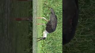 Searching for food in Wetland #stork #storks #birds #beautiful #search #watch #beautifulbird #shorts