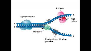 Chapter 16 The Molecular Basis of Inheritance