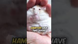 Have you had a hamster? 👇