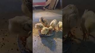 Feeding Chick's