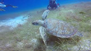 Green Sea Turtle munching on grass in Bayahibe, Dominican Republic