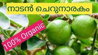 @GeorgeTheIndianFarmer നാടൻ ചെറുനാരകം 100% ജൈവം. Lucky to have a Lemon plant