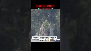 9Ft Kangaroo in 😱😳🥴 SUBSCRIBE 💎 #animals #australia #viralshorts