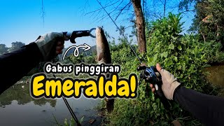 Mancing Casting Ikan Gabus di Kawasan Empang Pinggiran Lapangan Golf Emeralda Tapos Depok