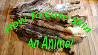 How To Case Skin A Raccoon...Fox Coyote Bobcat Etc.