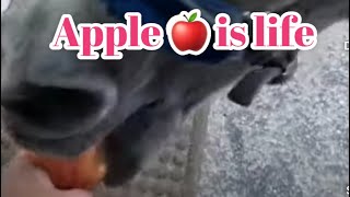 Horse 🐎 eating apple 🍎