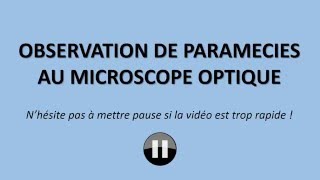 6e Observation de paramécies au microscope optique