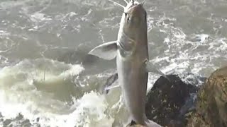 pesca con cometa - una forma ancestral de pescar