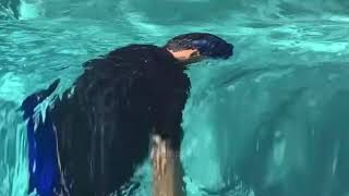 Markiplier Can't Swim