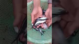 Pengasus fish//fish lover //fishing