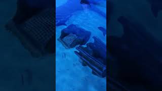 Sharks At Sharjah Aquarium (16 November 2024) #sharks #sharjahaquarium #shorts