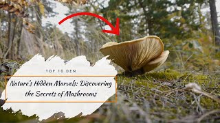 Nature's Hidden Marvels: Discovering the Secrets of Mushrooms