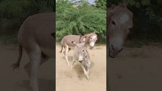 #donkey #animals #youtubeshorts #shorts #shortsfeed