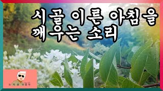 시골마을 이른아침 동산에 올라 아침소리를 담았습니다  ASMR  트랙터.새소리.자전거.까치.개짓는 소리